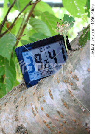 八月白天，一台數字溫濕度計放置在櫻桃樹的樹枝上 105604636