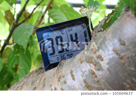 八月白天，一台數字溫濕度計放置在櫻桃樹的樹枝上 105604637