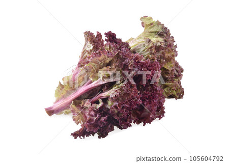 Red oak lettuce on white background. 105604792