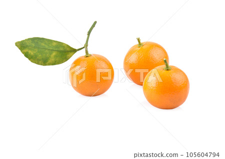 kumquat orange that placed on white background 105604794