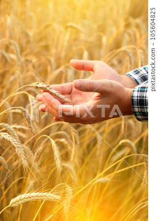 A man holds golden wheat ears amidst a ripening field, inspecting the quality of the grain on the spikelets. Closeup shot from a side view A man holds golden wheat ears amidst a ripening field, inspecting the quality of the grain on the spikelets. Closeup shot from a side view 105604825