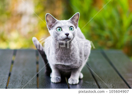 Beautiful domestic gray or blue British short hair cat with blue green eyes on a wooden background Beautiful domestic gray or blue British short hair cat with blue green eyes on a wooden background 105604907
