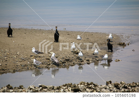 Seagulls and cormorants 105605198