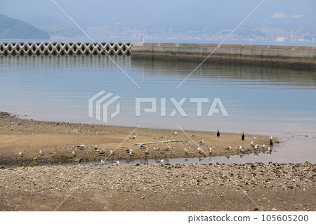 Seagulls and cormorants 105605200