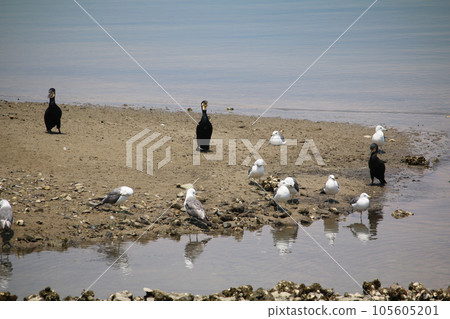 Seagulls and cormorants 105605201