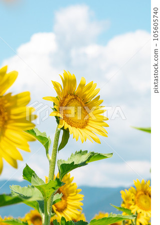Sunflower looking up at the sky 4 105605740