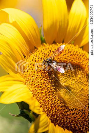 Bee sucking sunflower nectar 5 105605742