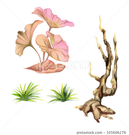Hand drawn watercolor aquarium plants, algae and seaweed, bogwood. Marine exotic underwater botanical illustration. Isolated object on white background. Design shops, brochure, print, card, textile. Hand drawn watercolor aquarium plants, algae and seaweed, bogwood. Marine exotic underwater botanical illustration. Isolated object on white background. Design shops, brochure, print, card, textile. 105606276
