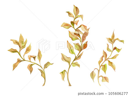 Hand drawn watercolor aquarium plants, algae and seaweed. Marine exotic underwater botanical illustration. Isolated object on white background. Design shops, brochure, print, card, wall art, textile. Hand drawn watercolor aquarium plants, algae and seaweed. Marine exotic underwater botanical illustration. Isolated object on white background. Design shops, brochure, print, card, wall art, textile. 105606277