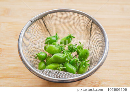 新鮮採摘的帶豆莢的生鷹嘴豆 105606306