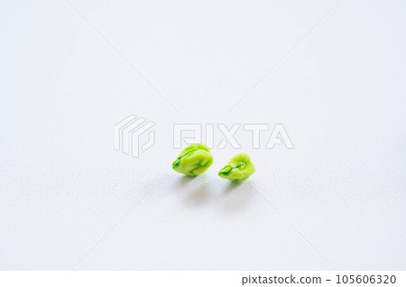 收穫的生鷹嘴豆 105606320