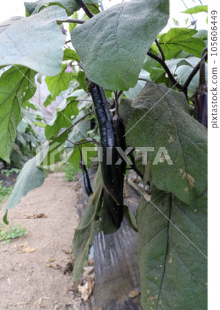 在溫室裡種植茄子 在溫室裡種植茄子 105606449
