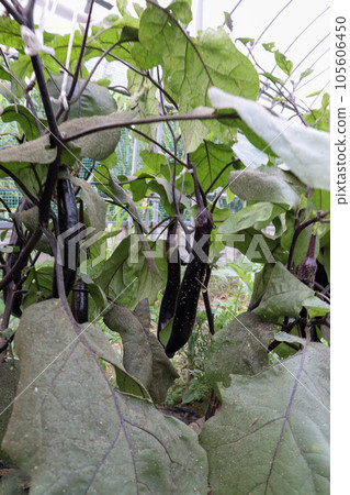 Cultivation of eggplant in a greenhouse Cultivation of eggplant in a greenhouse 105606450