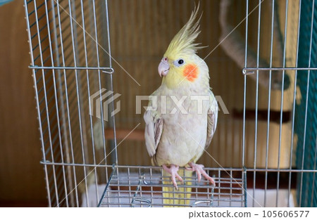 Cockatiel playing outside the cage 105606577