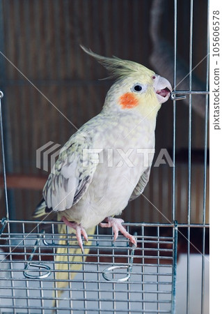 Cockatiel playing outside the cage 105606578