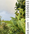 green leaves in Son La, Vietnam  105606615