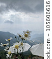 Daisy flower is beautiful in Son La, Vietnam  105606616