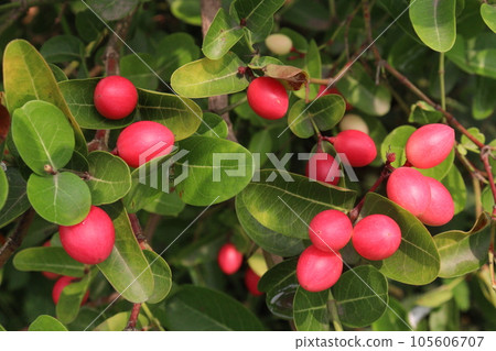 Carissa carandas fruit on tree on farm 105606707