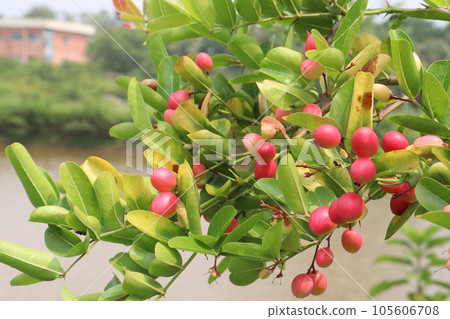 Carissa carandas fruit on tree on farm 105606708