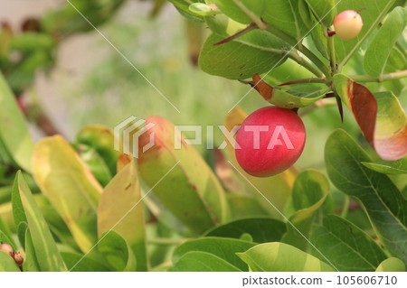 Carissa carandas fruit on tree on farm 105606710