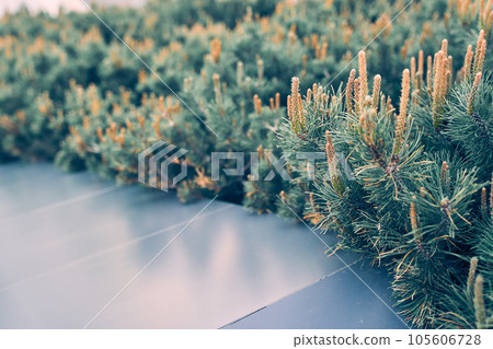 Mountain pine Pumilio close-up. Pine blossom. Background with green pine. Topographical design with selective focus and a space to copy. High quality photo 105606728