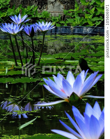 Blue water lilies in the Zaida Satoyama biotope [Mitoyo City, Kagawa Prefecture] 2023 105606971