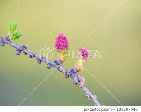 Larch tree fresh pink cones blossom at spring on nature background Larch tree fresh pink cones blossom at spring on nature background 105607040