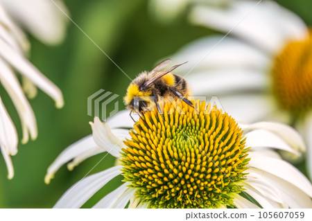 A closeup shot of a bee collecting pollen on a white echinacea flower A closeup shot of a bee collecting pollen on a white echinacea flower 105607059