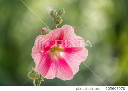 Pink flowers of Hibiscus moscheutos plant close-up. Hibiscus moscheutos, swamp hibiscus, 105607078