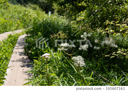 White Japanese larch blooming on the wooden path of Yashimagahara Marsh [Kirigamine Kogen] Shimosuwa Town, Nagano Prefecture 105607161