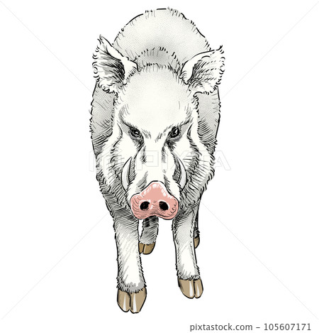 一隻白野豬盯著你的插圖 105607171