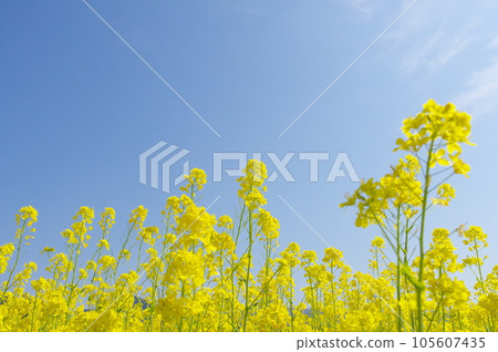 盛開的油菜花 105607435