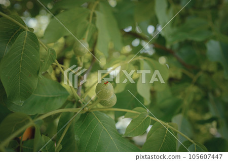 ripe walnut nuts on a tree in summer day ripe walnut nuts on a tree in summer day 105607447
