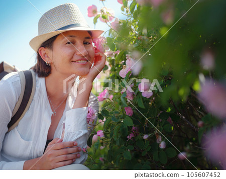 Field of roses in sunny summer day Field of roses in sunny summer day 105607452