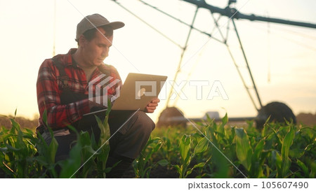 agriculture corn. a male farmer works on a laptop in a field with green corn sprouts. corn is watered by irrigation machine. irrigation agriculture business concept lifestyle agriculture corn. a male farmer works on a laptop in a field with green corn sprouts. corn is watered by irrigation machine. irrigation agriculture business concept lifestyle 105607490