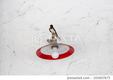 A swallow perched on a lampshade 105607675