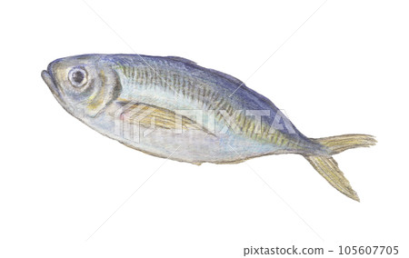 竹莢魚水彩鉛筆插圖 105607705