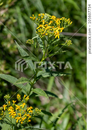 黃花 黃花 105607734