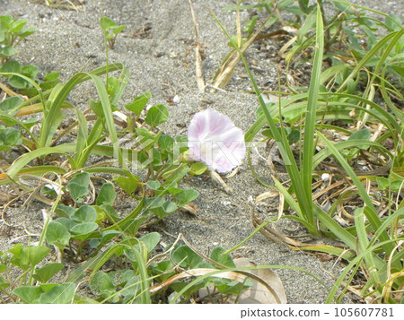 The pink flowers that bloomed on the sandy beach of Kemigawa Beach are the Hamadayogao flowers. 105607781
