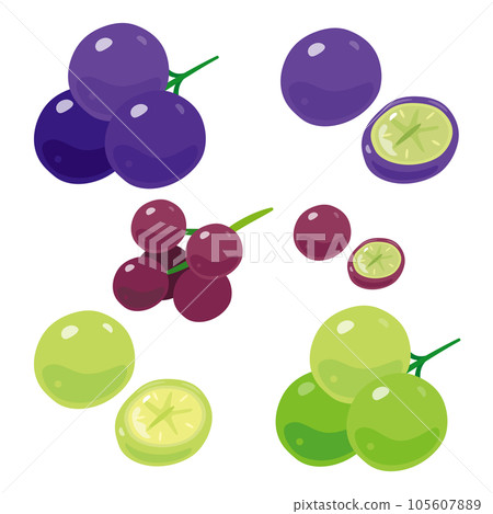 Grape grain and cross section 105607889