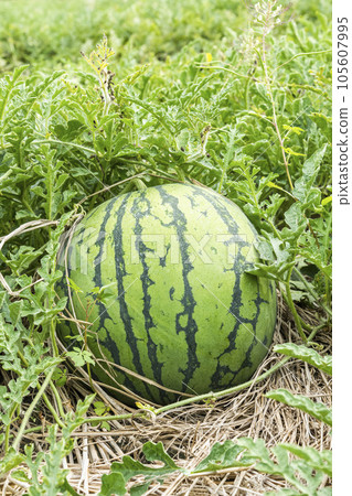 Close up of farmer holding a watermelon in Yunlin, Taiwan. 105607995