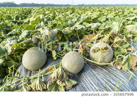 Close-up of cantaloupes growing in farmland in Yunlin, Taiwan. Close-up of cantaloupes growing in farmland in Yunlin, Taiwan. 105607996