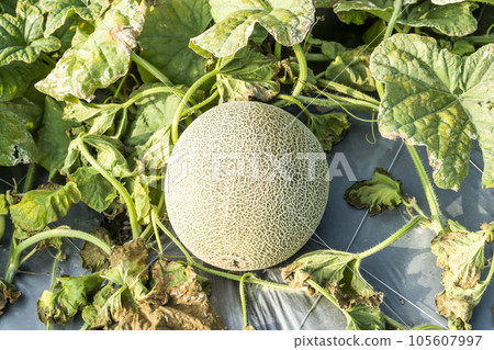 Close-up of cantaloupes growing in farmland in Yunlin, Taiwan. Close-up of cantaloupes growing in farmland in Yunlin, Taiwan. 105607997