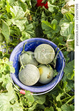 Freshly harvested cantaloupes are placed in farmland in Yunlin, Taiwan. 105607998