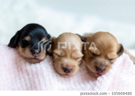 Puppy Kaninhen Dachshund 105608480