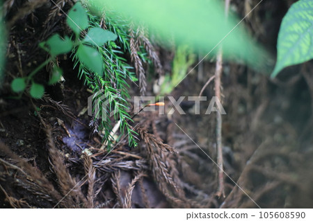 Cordyceps sinensis 105608590