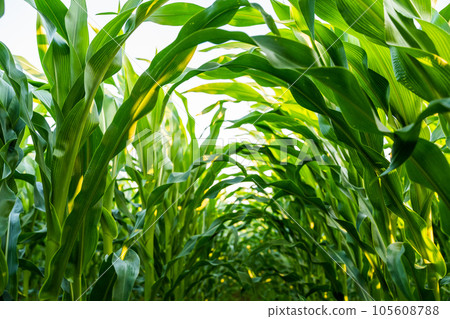 Closeup of maize corn leaves in the agricultural plantation in the daylight. Young green cereal plant growing in the cornfield. Animal feed agricultural industry. 105608788