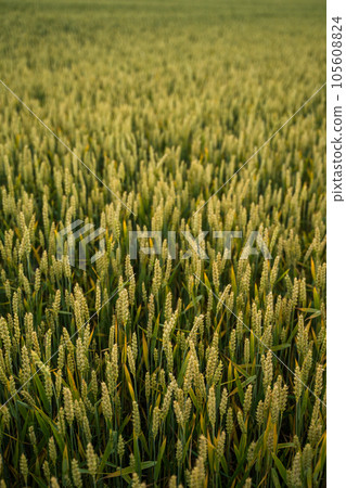 Fresh green young unripe juicy spikelets of rye on a agriculture field. Oats, rye, barley. Harvest in spring or summer, closeup. Agriculture. 105608824