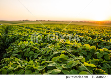 Endless field with soybean plants. Harvesting. Soya bean sprout growing on an industrial scale. Summer landscape. Endless field with soybean plants. Harvesting. Soya bean sprout growing on an industrial scale. Summer landscape. 105608848