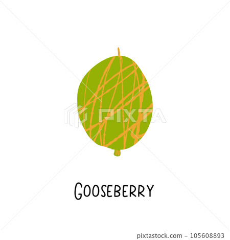 Gooseberry illustration with texture isolated on 105608893